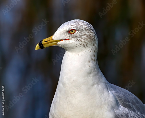 Neck and head shot of Ring-billed gull in breeding colors with mottled background. © Russell