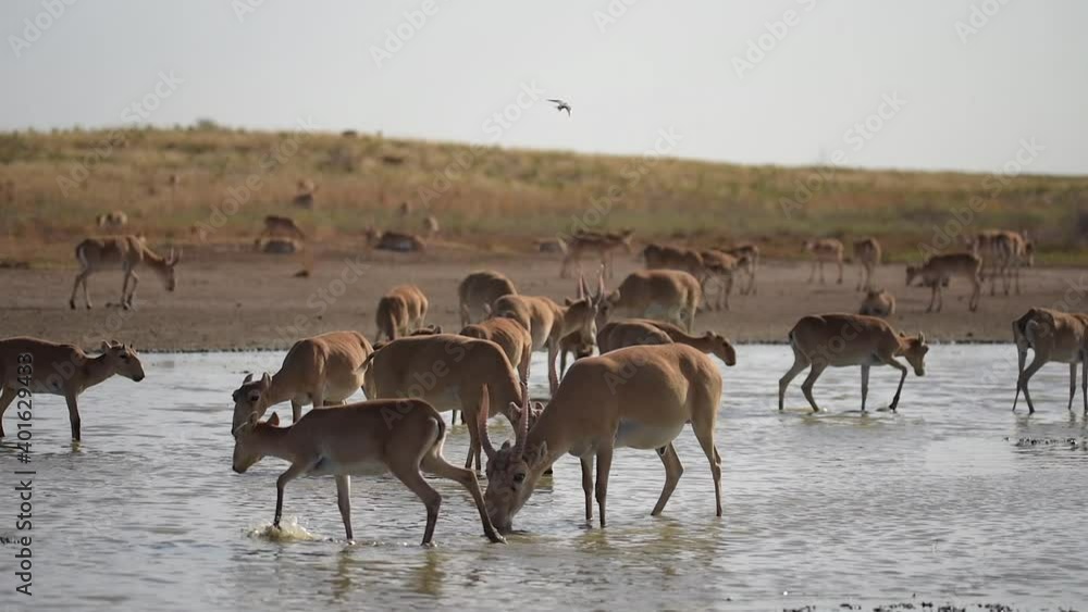 Saigas at a watering place drink water and bathe during strong heat and drought. Saiga tatarica is listed in the Red Book, Chyornye Zemli (Black Lands) Nature Reserve, Kalmykia region, Russia. Saigas at a watering place drink water and bathe during strong heat and drought. Saiga tatarica is listed in the Red Book, Chyornye Zemli (Black Lands) Nature Reserve, Kalmykia region, Russia.