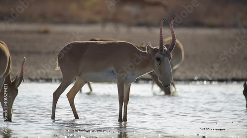 The saiga shakes its nose, drinks water, then gets scared and runs. Saiga tatarica is listed in the Red Book, Chyornye Zemli (Black Lands) Nature Reserve, Kalmykia region, Russia. photo