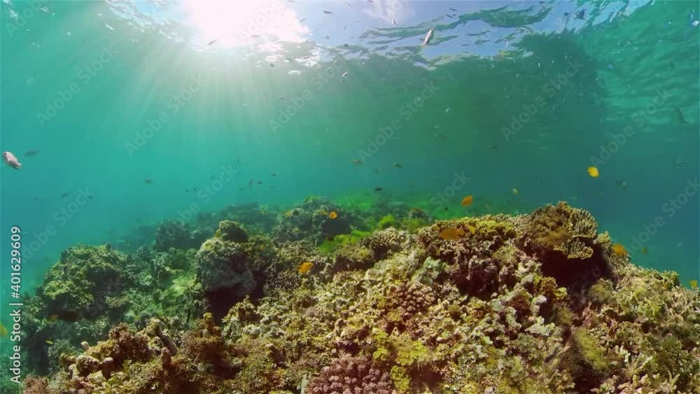 Reef Coral Scene. Tropical underwater sea fish. Hard and soft corals, underwater landscape. Philippines. Reef Coral Scene. Tropical underwater sea fish. Hard and soft corals, underwater landscape. Philippines.