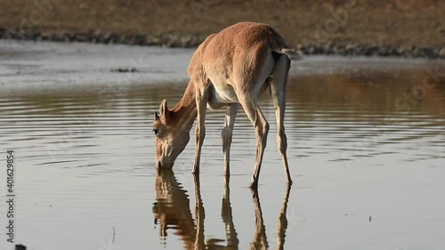 Saigas at a watering place drink water and bathe during strong heat and drought. Saiga tatarica is listed in the Red Book, Chyornye Zemli (Black Lands) Nature Reserve, Kalmykia region, Russia. photo