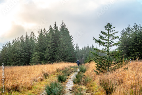 The way to Tullyard wood by Ardara in County Donegal - Ireland