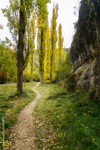 Autumn landscape with path between trees and wooden fence. Fallen leaves on the ground. 