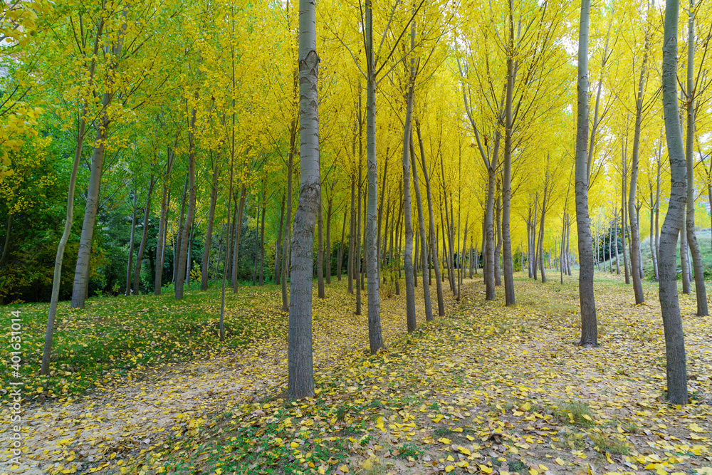 Autumn landscape in the forest with golden, yellow and green trees and fallen leaves on the ground.
Autumn landscape in the forest with golden, yellow and green trees and fallen leaves on the ground.
