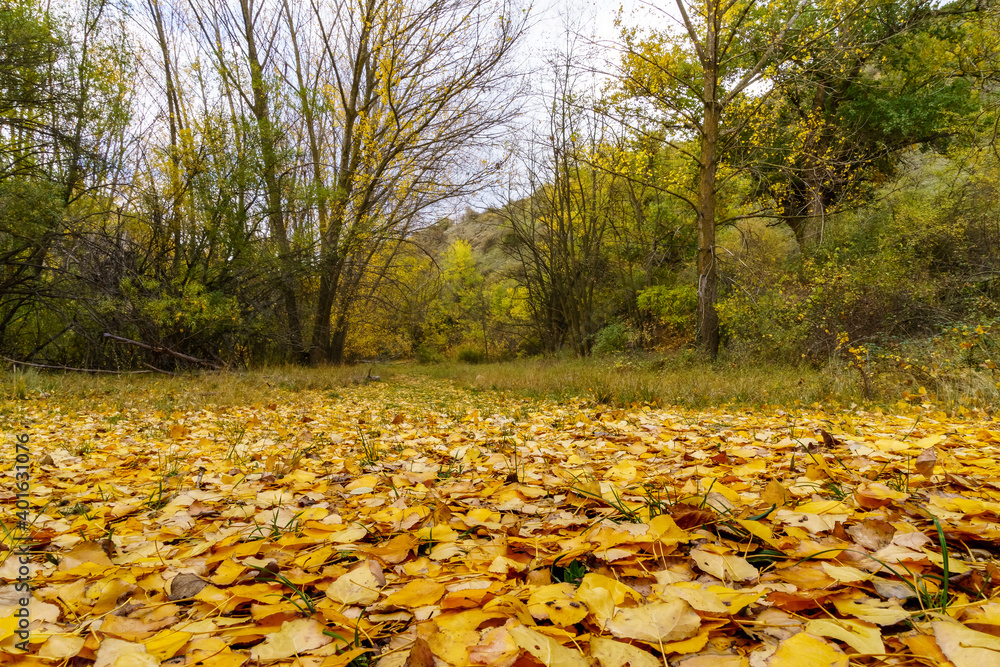 Autumn landscape in the forest with golden, yellow and green trees and fallen leaves on the ground.
Autumn landscape in the forest with golden, yellow and green trees and fallen leaves on the ground.