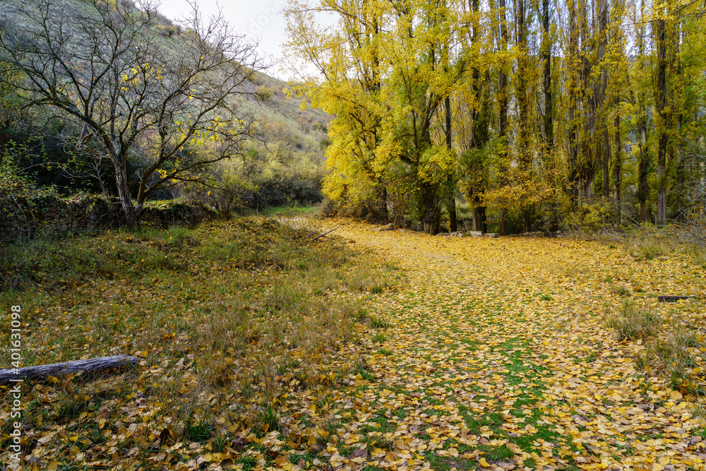 Naklejka premium Autumn landscape in the forest with golden, yellow and green trees and fallen leaves on the ground. 