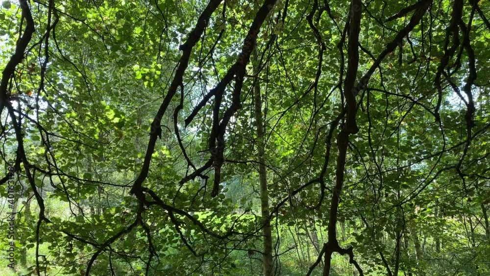Branches of a tree with green leaves in a shady summer forest Branches of a tree with green leaves in a shady summer forest