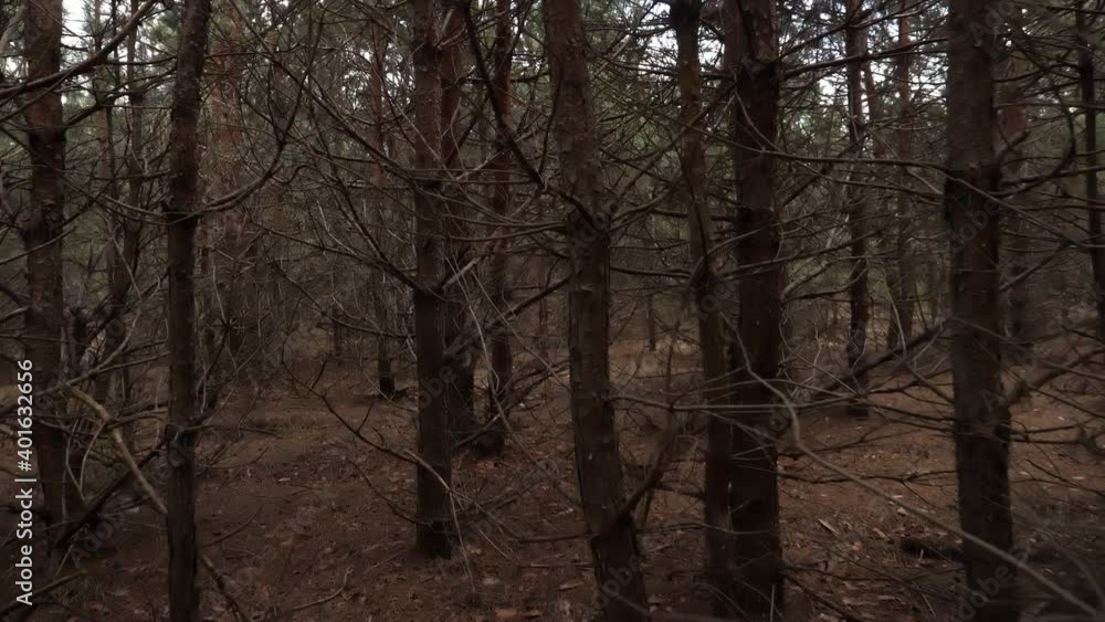 Forest, scary, dangerous, gray, brown, autumn, sad, gloom Forest, scary, dangerous, gray, brown, autumn, sad, gloom