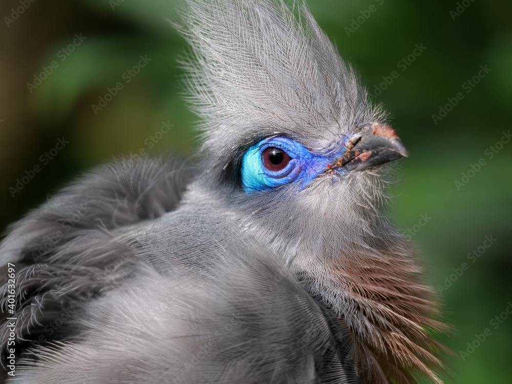 Fototapeta premium Hauben-Seidenkuckuck, endemisch auf madagaskar, portrait mit grünem hintergrund, Coua cristata
