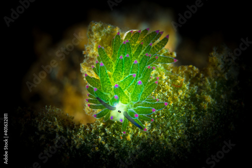 Shawn the sheep nudibranch (Costasiella kuroshimae)