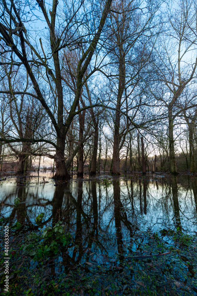 Obraz premium Floods of the river Meuse during winter time in the national park Eijsder Beemden (english: Eijsder Beemden) near Maastricht, which gives wonderful reflections of the trees during sunset.