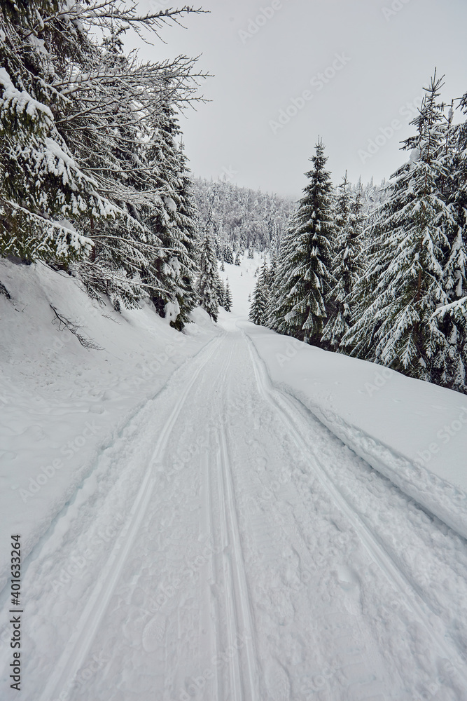 Fototapeta premium Road through the forest in the winter