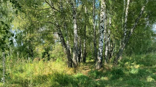 A forest glade illuminated by the bright summer sun. Green trees grow in the glade, casting a cool shade.