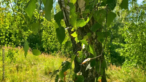 Close-up of green birch leaves swaying in the wind, illuminated by the summer sun on a quiet warm summer day