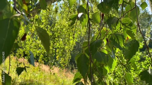 Close-up of green birch leaves swaying in the wind, illuminated by the summer sun on a quiet warm summer day