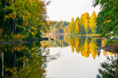 Birch Tree Leaves Turning Yellow in Autumn Season. A relaxing view of the forest and lake showing the changing colors of the trees' leaves during the autumn season.