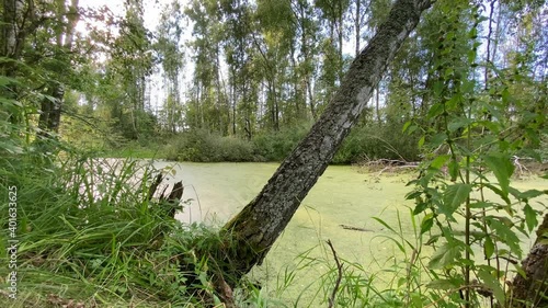 A swamp among trees in a green summer forest, covered with duckweed. Reeds and tall grass grow on the shore.