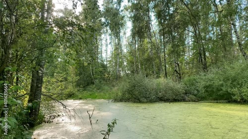 A swamp among trees in a green summer forest, covered with duckweed. Reeds and tall grass grow on the shore.