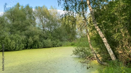 A swamp among trees in a green summer forest, covered with duckweed. Reeds and tall grass grow on the shore.