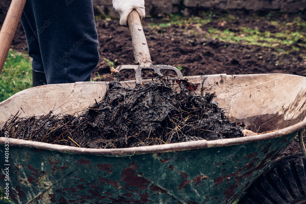 Fototapeta premium Wheelbarrow full of manure. Organic fertilizer for the best harvest of vegetables and fruits. A natural organic substance full of microorganisms. Real gardening