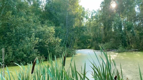 A swamp among trees in a green summer forest, covered with duckweed. Reeds and tall grass grow on the shore.