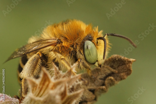 Green-eyed Flower Bee - Anthophora bimaculata
