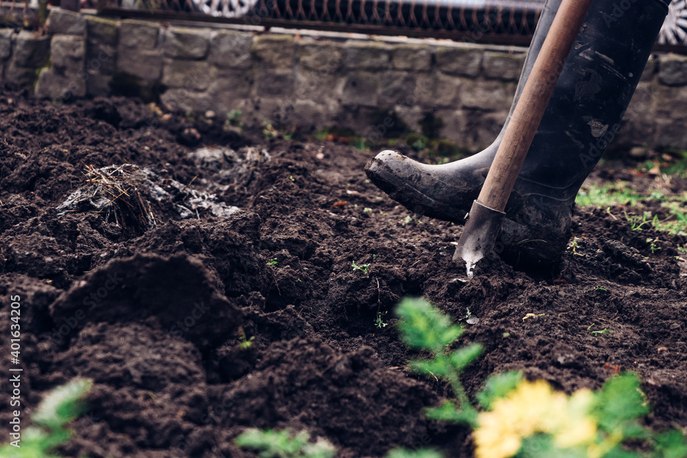 Middle-aged man steps on a spade and then pulls out a piece of dirt and turns it over for a better delivery of nutrients. Rubber on a spade. The gardener is revitalising his garden Middle-aged man steps on a spade and then pulls out a piece of dirt and turns it over for a better delivery of nutrients. Rubber on a spade. The gardener is revitalising his garden