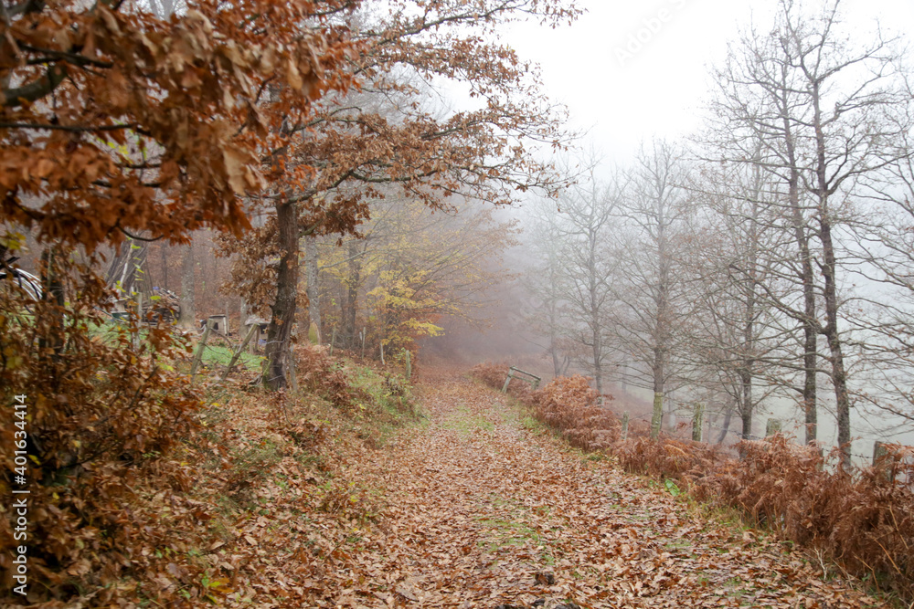 Outdoor countryside autumn foggy scenery in the morning	