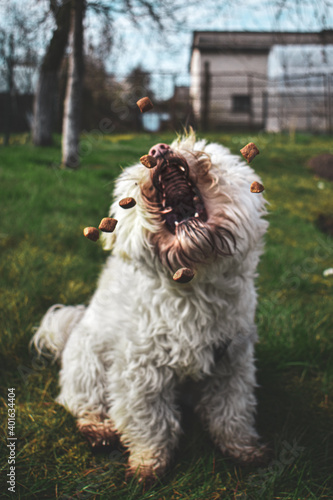 dog catching food with open mouth