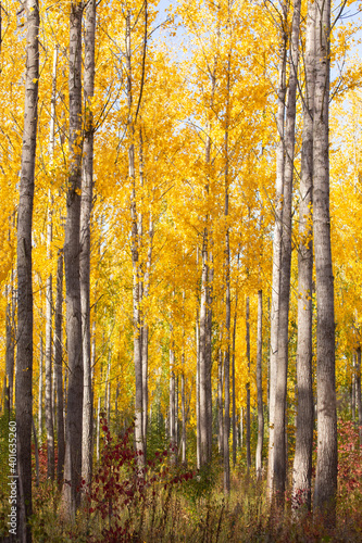 autumn forest in the autumn © Franziska