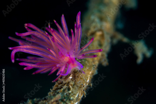 Pink and Purple Nudibranch seaslug on coral reef © Mike Workman