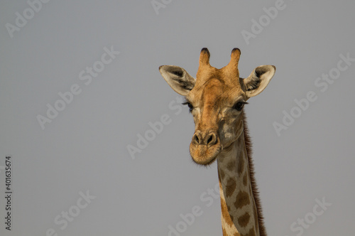 Portrait of one isolated giraffe at Etosha National Park, Namibia