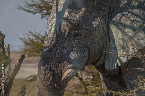 Head of old elephant with wrinkled skin covered with mud at Etosha National Park, Namibia © AventuraSur
