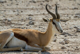 Springbok antelope in dry arid climate at Etosha National Park, Namibia