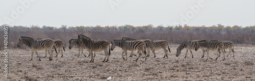 Herd of zebras at waterhole at Etosha National Park  Namibia  panorama 