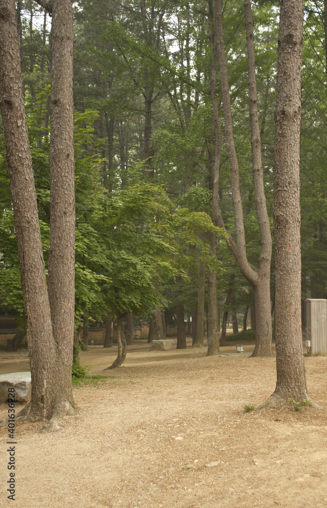 Wooden pillars and dirt roads in forest
Wooden pillars and dirt roads in forest
