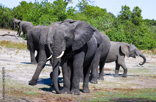 Manada de elefantes en el parque nacional de Chobe.