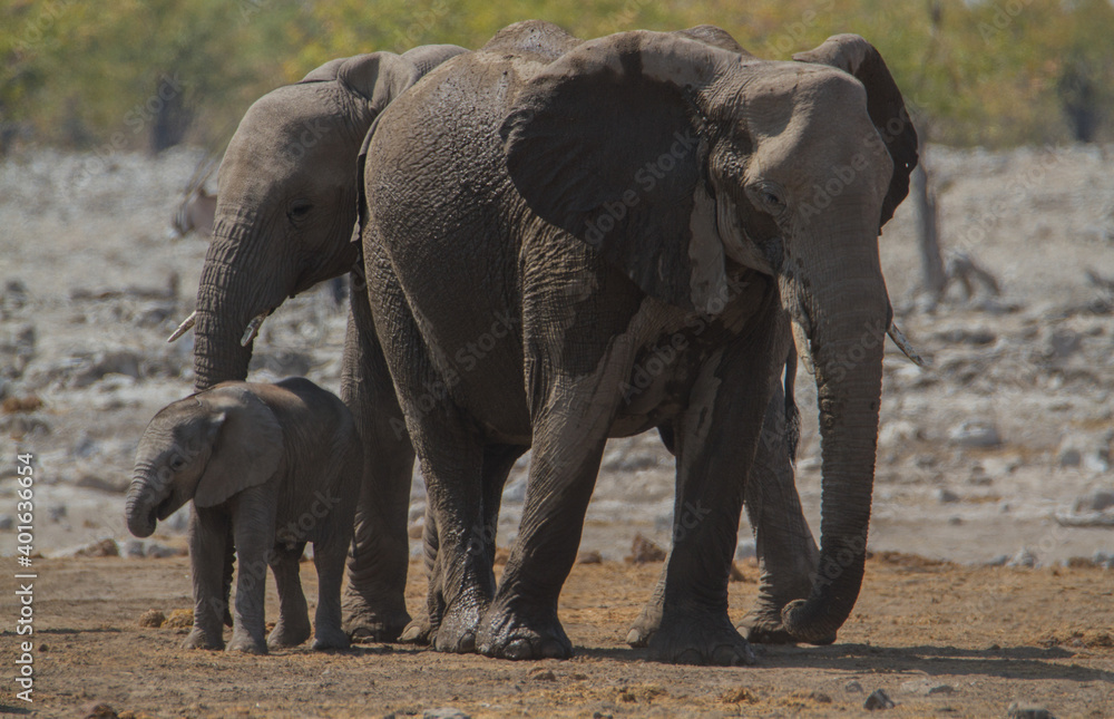 Herd of african elephants refeshing in the mud at Etosha National Park, Namibia