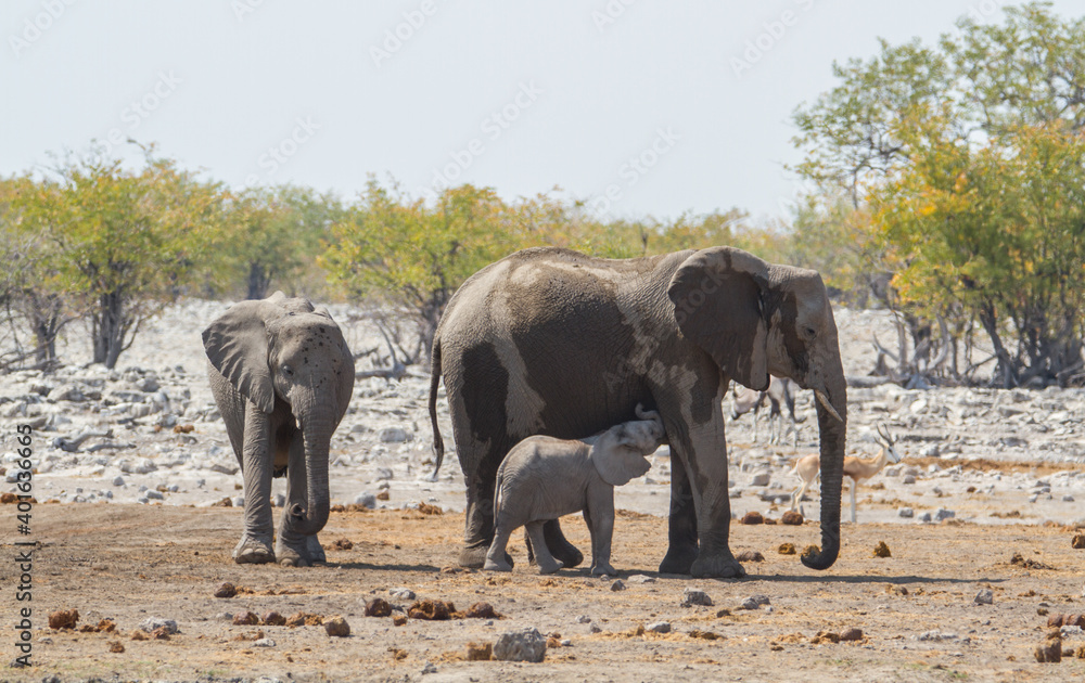 Obraz premium Herd of african elephants refeshing in the mud at Etosha National Park, Namibia