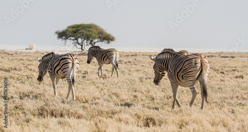 Herd of three zebras at waterhole at Etosha National Park  Namibia