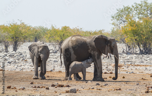 Herd of african elephants refeshing in the mud at Etosha National Park, Namibia