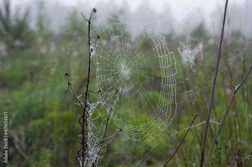 Beautiful spider web