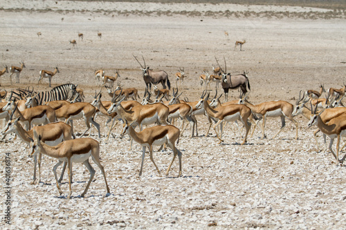 Large group of african safari animals at waterhole, Etosha, Namibia (antelopes, springbok, gemsbok, giraffe, ostrich)