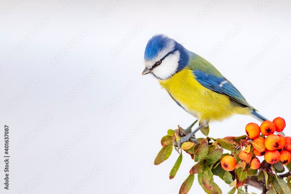 Fototapeta premium Cute bird and winter. White snow background. Bird: Eurasian Blue Tit. 