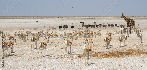 Large group of african safari animals at waterhole, Etosha, Namibia (panoramic view, antelopes, springbok, gemsbok, giraffe, ostrich) © AventuraSur