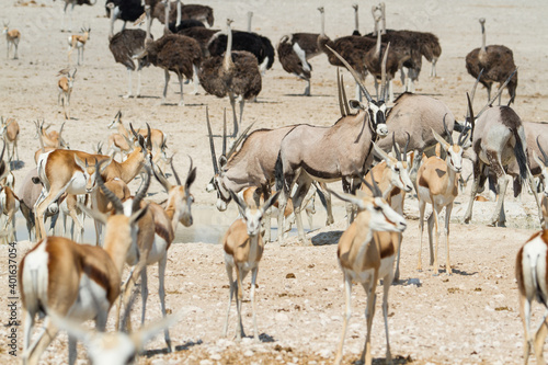 Large group of african safari animals at waterhole, Etosha, Namibia (antelopes, springbok, gemsbok, giraffe, ostrich) © AventuraSur