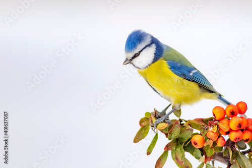 Cute bird and winter. White snow background. Bird: Eurasian Blue Tit.  © serkanmutan