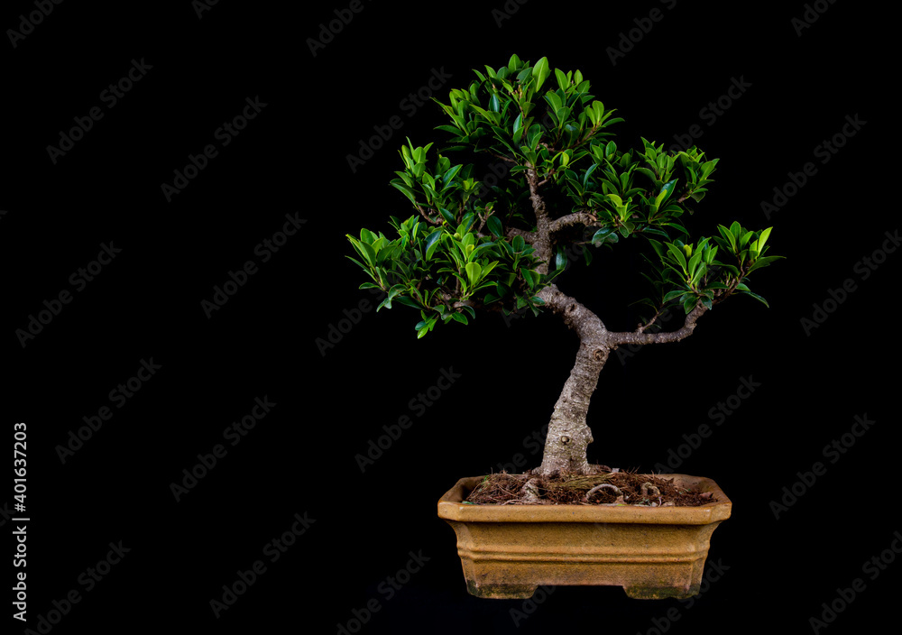 Exquisite Miniature Bonsai Tree - A Captivating Symbol of Nature's Artistry and Serene Beauty, Perfect for Zen Gardens, Home Decor, and Botanical Enthusiasts