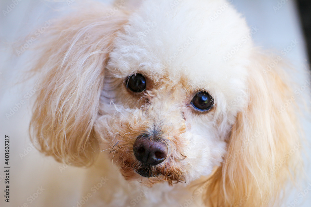 white pomeranian dog white pomeranian dog