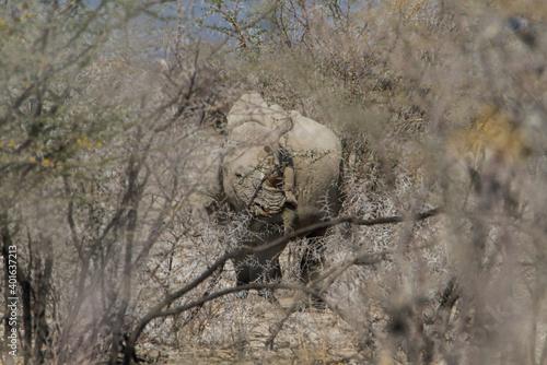 Black rhino with horn cut off hidden in bushland at Etosha National Park  Namibia